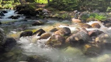 Güzel bir dağ nehri, sık ve yeşil ağaçlardan oluşan bir ormanın içinden kayaların üzerinden akıyor. Sahne, güneşli bir günde, el değmemiş doğal güzellikleri yakalar..
