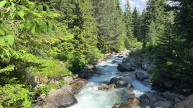 Güzel bir dağ nehri, sık ve yeşil ağaçlardan oluşan bir ormanın içinden kayaların üzerinden akıyor. Sahne, güneşli bir günde, el değmemiş doğal güzellikleri yakalar..