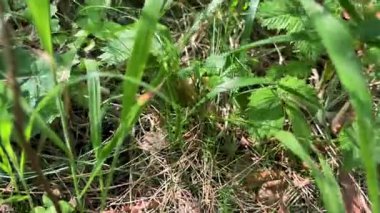 Yeşil bitkilerin arasında lezzetli yabani çilekleri toplayan bir elin yakın çekimi taze orman böğürtlenleri aramanın neşesini vurguluyor..