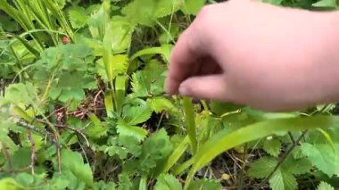 Açık havada canlı yeşil yapraklardan olgun bir çileği nazikçe koparan bir elin yakın plan çekimi. Taze böğürtlen aramanın zevkini yakalar..