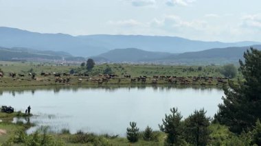 Panoramik kırsal manzara: İnekler sakin bir göl ve berrak gökyüzünün altındaki uzak dağlarla otlar. Ön planda, bir adam, çocuk ve ATV suyun kenarındalar..