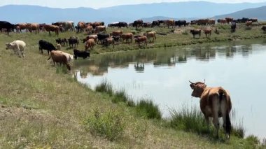İnekler ve buzağılar da dahil büyük bir sığır sürüsü sakin bir su birikintisinin yanındaki yeşil yamaçta otluyor. Uzak dağlar huzurlu pastoral manzarayı çerçeveliyor.