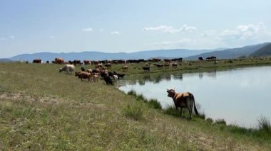 Büyük bir inek ve buzağı sürüsü yemyeşil bir çayırda huzur içinde otluyor, sakin bir gölden su içiyorlar, açık mavi gökyüzünün altındaki uzak dağlara doğru ilerliyorlar..