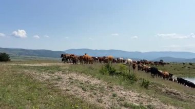 Yavruları da dahil olmak üzere büyük bir sığır sürüsü yeşil çayırlarda otlar ve arka planda berrak mavi bir gökyüzünün altındaki dağlarla sakin bir gölün yanındaki toprak yolda yürürler..