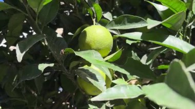 Parlak yeşil limonlar, yemyeşil yapraklarla çevrili, sıcak güneş ışığıyla yıkanmış bir ağaç dalından sarkan. Bu canlı sahne, Yunanistan 'ın Selanik kentinde bir yaz gününün özünü yansıtıyor.