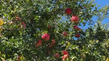 Olgun, kırmızı nar kümeleri açık mavi bir gökyüzünün altında yemyeşil bir ağaçta asılı, bazı meyveler doğal olarak çatlayarak parlak kemerlerini ortaya çıkarırlar. Güzel bir sonbahar hasat sahnesi.