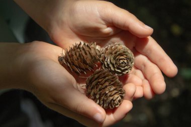 Erkeğin ellerinde çam kozalağı, seçici odaklanma, bulanık arkaplan.