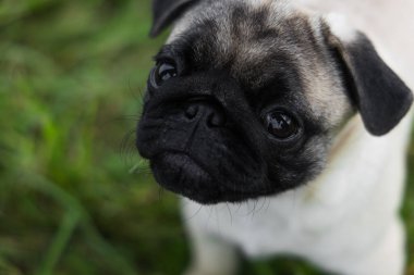 Yeşil çimlerin üzerinde sevimli bir köpek.
