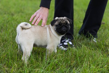 Çimlerin üzerinde sevimli pug dog