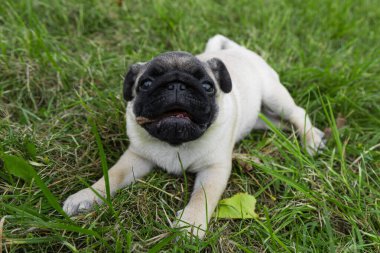 Yeşil çimlerde sevimli köpek yavrusu.