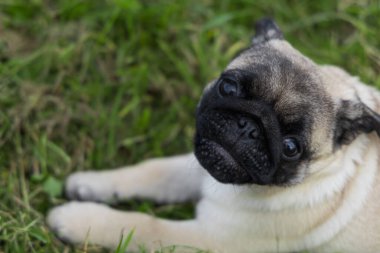 Çimlerin üzerinde köpek yavrusu