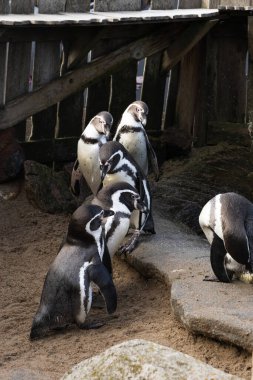 Penguen (sfenisküs desus), siyah - sfenhen - penguen olarak da bilinir, ayrıca kara penguen olarak da bilinir.