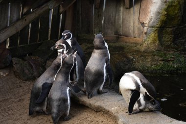 pengueni hayvanat bahçesinde