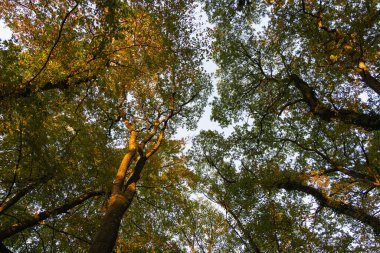Ormanda sonbahar ağaçları