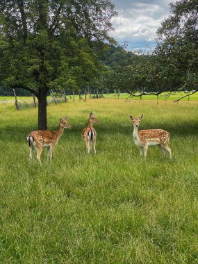 Arka planda ağaçlar olan bir çayırda geyik.