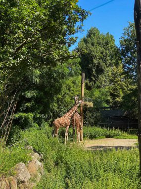 Almanya 'da hayvanat bahçesindeki zürafa 
