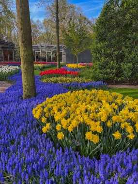 Hollanda 'daki Keukenhof parkında açan laleler ve sümbüller