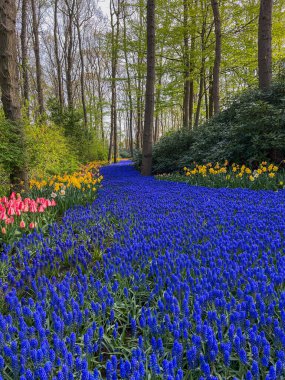 Hollanda 'daki Keukenhof parkında renkli bahar çiçekleri.