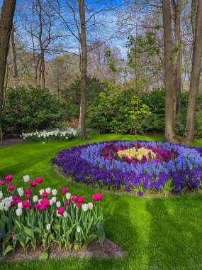 Laleleri ve sümbülleri olan güzel bir bahar bahçesi.