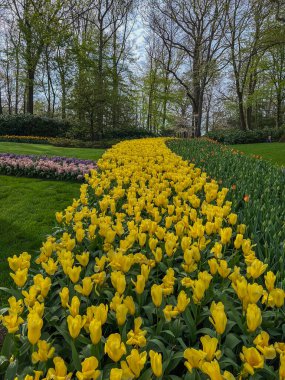 Hollanda, Lisse 'deki Keukenhof Bahçeleri' nde laleler