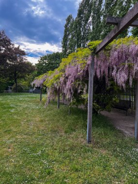 Wisteria baharda Almanya 'nın Münih kentindeki bir parkta çiçek açıyor.