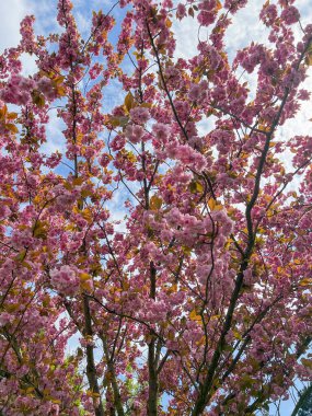 Ağacın güzel pembe çiçekleri