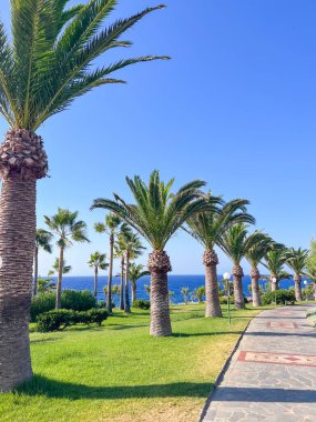 Parktaki palmiye ağaçları deniz ve mavi gökyüzünün arka planında