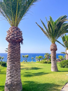 Denizin önündeki tropik palmiye ağacı. seyahat arkaplanı