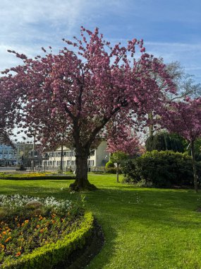 Parkta kiraz çiçeği ağacı. Bahar geldi. Bahar arkaplanı.