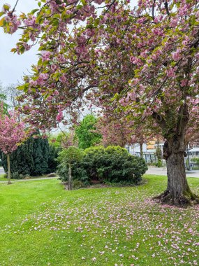 Pembe çiçekli ağaç ve baharda bir parkta yeşil çimen.