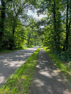 Ormanda ağaçlar ve yeşil çimlerle kaplı bir kır yolu. perspektif görünümü