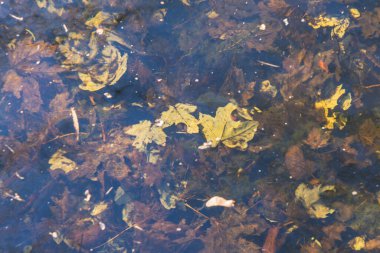 Suyun yüzeyi ve göl yaprakları. Sonbahar yapraklarının dokusu.