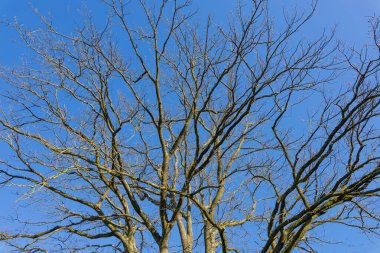 Ağaç dalları açık mavi gökyüzü karşı