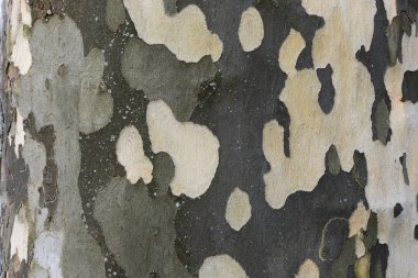 Huş kabuğu dokusu arka plan.