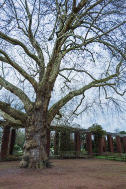 Şehir parkındaki yaşlı meşe ağacı