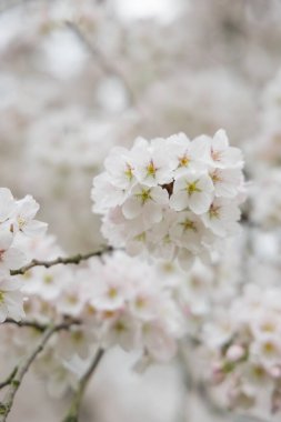 Güzel kiraz çiçekleri, Japonya 'da bahar çiçekleri, sakura