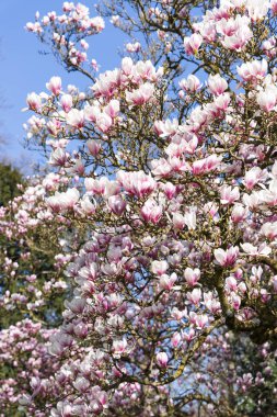 Bahar bahçesinde açan manolya çiçekleri mavi gökyüzü arka planında