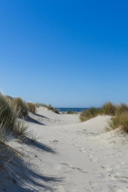 Hollanda 'nın Kuzey Denizi kıyısındaki kum tepeleri mavi gökyüzüyle