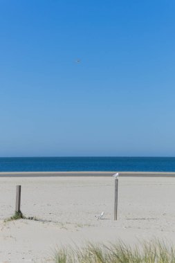 Hollanda sahilinde çitin üzerinde oturan martılar.