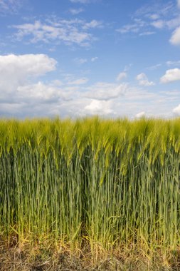 Güneşli bir günde yeşil arpa ve buğday tarlası