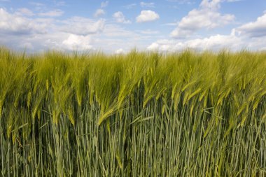 Yeşil buğday tarlası ve gökyüzü. tarımsal altyapı