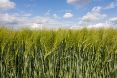 Genç yeşil buğday tarlası