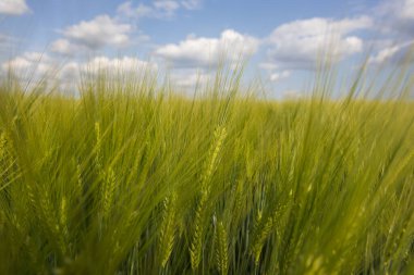 Mavi gökyüzünün arka planında buğday tarlası