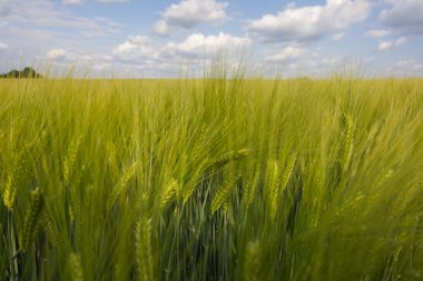 güzel yeşil buğday tarlası