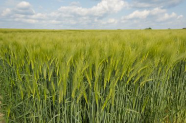 Kırsalda buğday tarlası