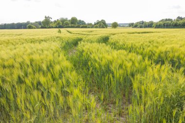 Yaz günü buğday alanında