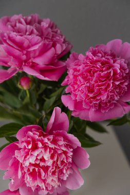 Pembe çiçek şakayıkları, yakın plan, buket