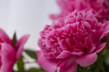 Bahçedeki güzel çiçekler