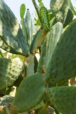 Dikenli armut kaktüsü, Opuntia incir ağacı.