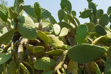 Dikenli armut kaktüsü, Opuntia incir ağacı.